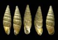 Coclodina&nbsp;fimbriata